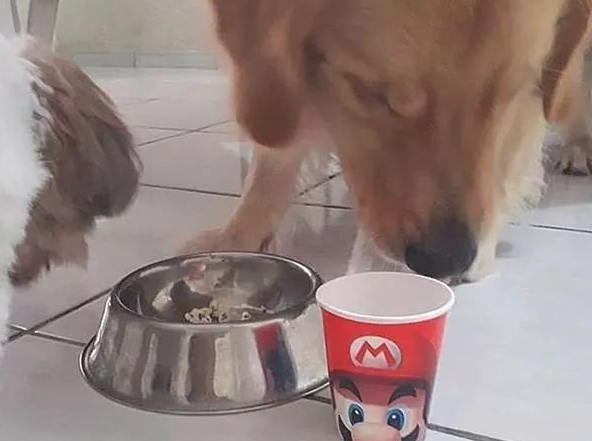 金毛智商高偷爆米花？仅因幼狗贪吃，狗狗挑选用借口蒙骗铲屎官