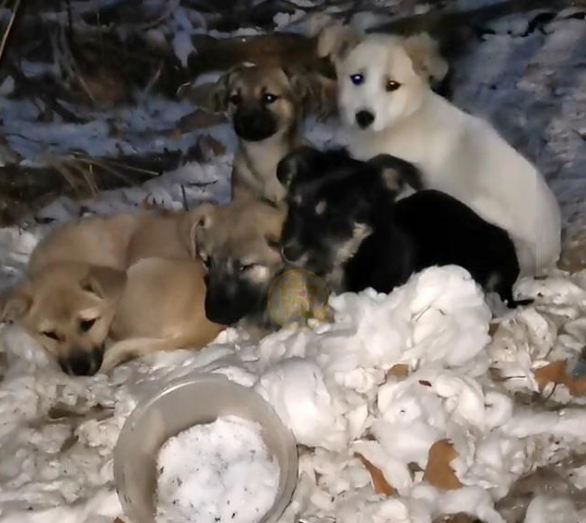 寒冬里的流浪狗,与备受宠爱的家犬相比,取暖的方式太让人心疼