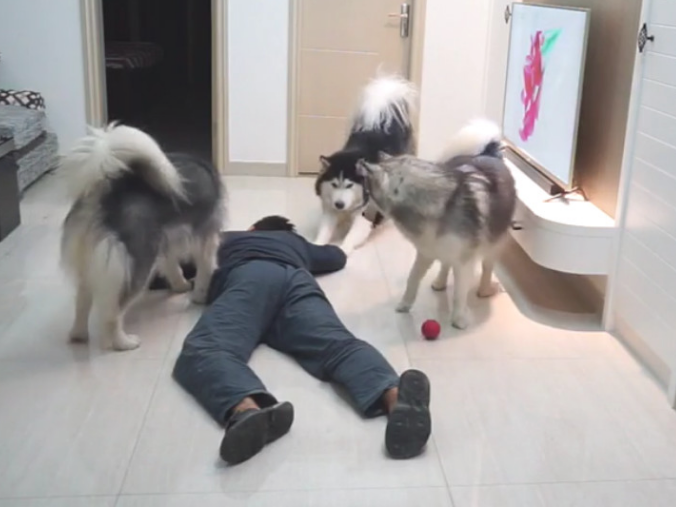 主人装作倒下检测狗子反映,三只狗狗却爱理不理:这货又病发了?
