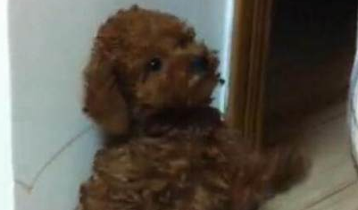 严肃认真主人训炼狗狗站起,当小泰迪伸直小身子骨的情况下,小表情会亮