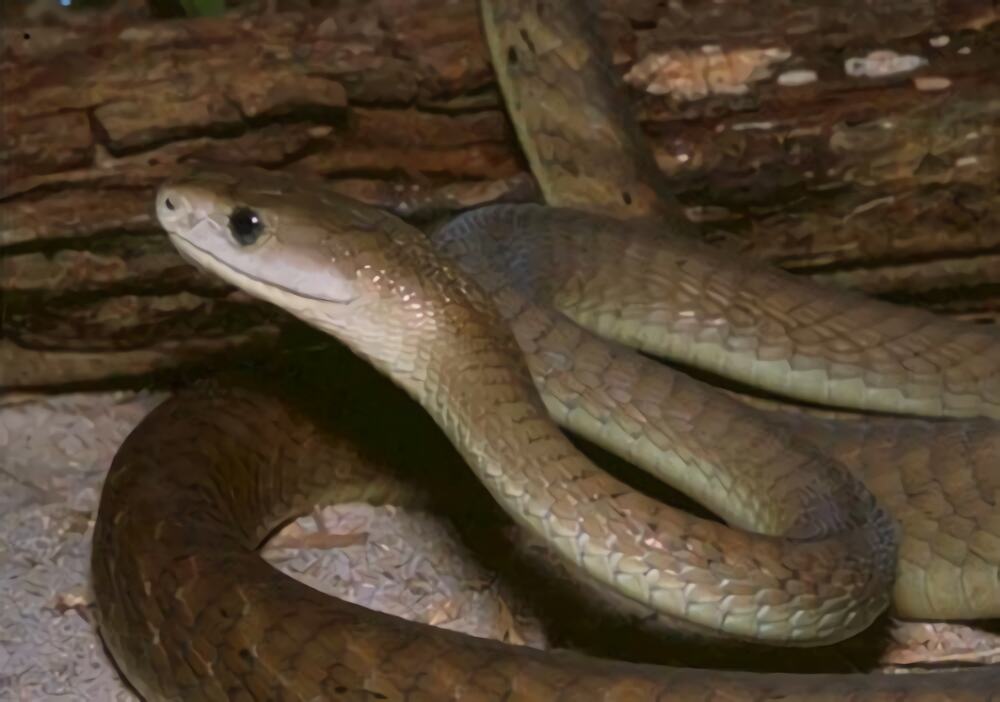 变色蛇身份信息