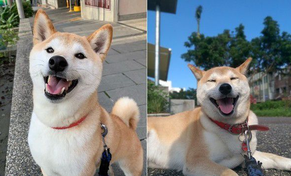 浪犬跳上机车求助 这一载便开启了狗奴才生活