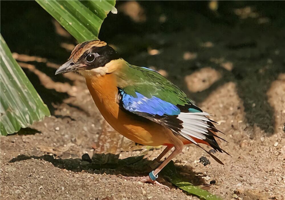 蓝翅八色鸫身份信息