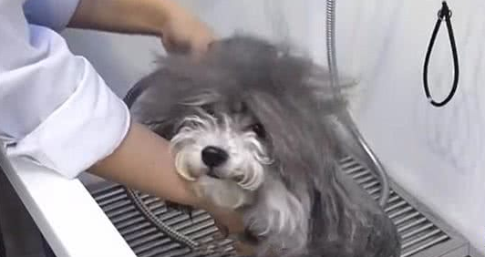 带毛发杂乱的流浪狗修剪造型，看到狗狗的真面目后，铲屎官愣住了