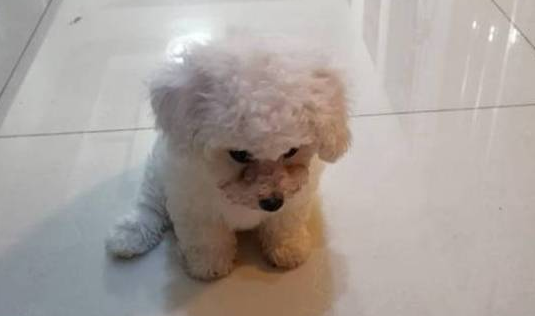 不习惯新家的比熊犬,老在同一个地方跌倒