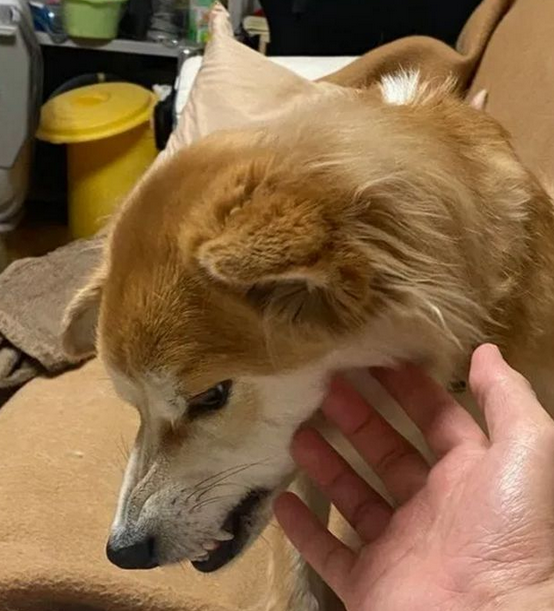 狗狗两次被遗弃,医生领养一年后,明白了原因