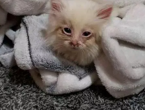 小流浪猫被收养,身体小却威力大,成功当了两只狗狗的老大