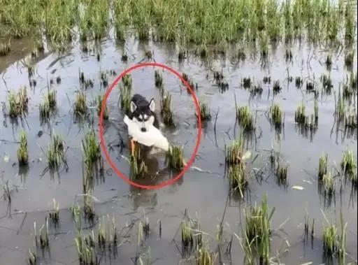 狗狗过年实用攻略!不想鸡飞狗跳,那你一定要仔细看完...