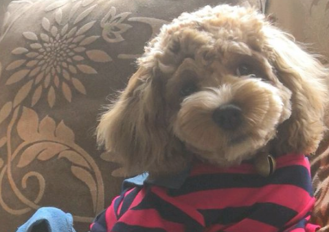 女人捡到只狗宝宝，将其当小宠物养，一年后见到狗狗样子她不幸啦