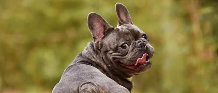 活该！江苏一条狗遭菜场老板棒杀挂树，爱狗人士看到伤心欲绝