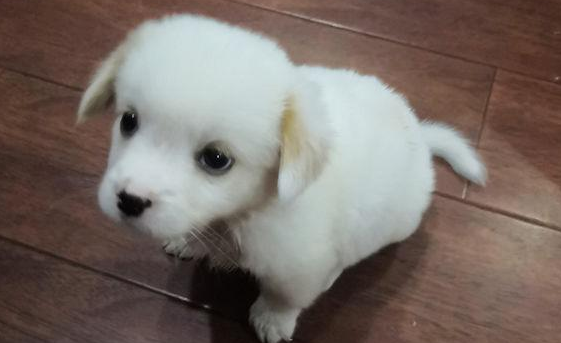 女孩捡到只小博美,二天后获知狗狗是串儿后,偷偷把它送到了原来地方