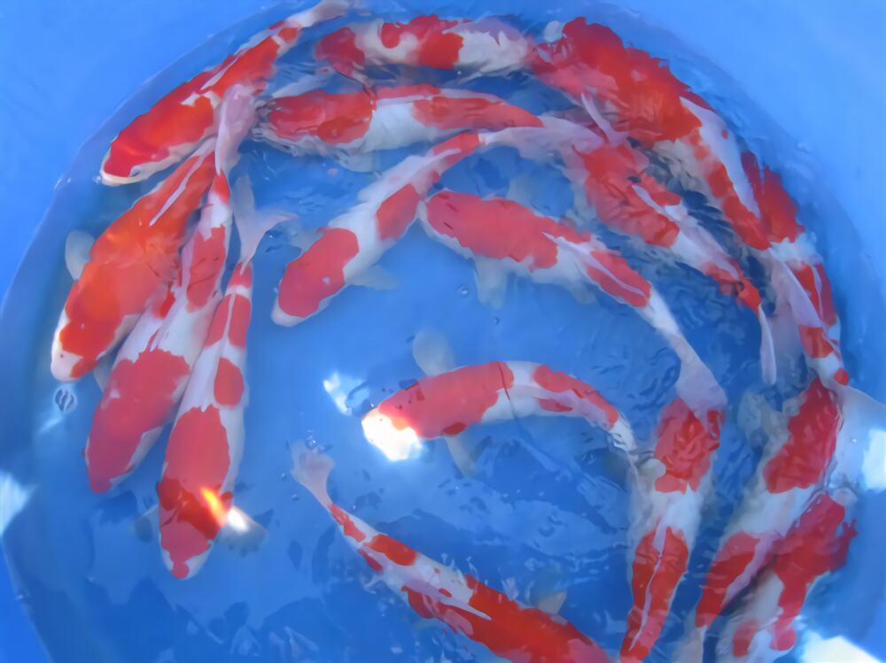 红白锦鲤身份信息