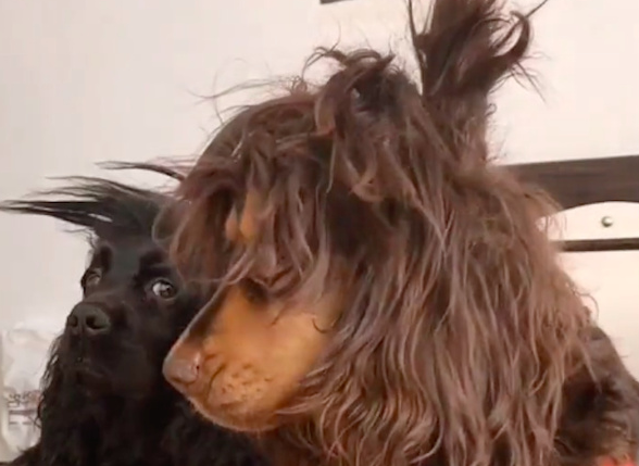 狗和主人一起居家隔离,几天后变得蓬头垢面