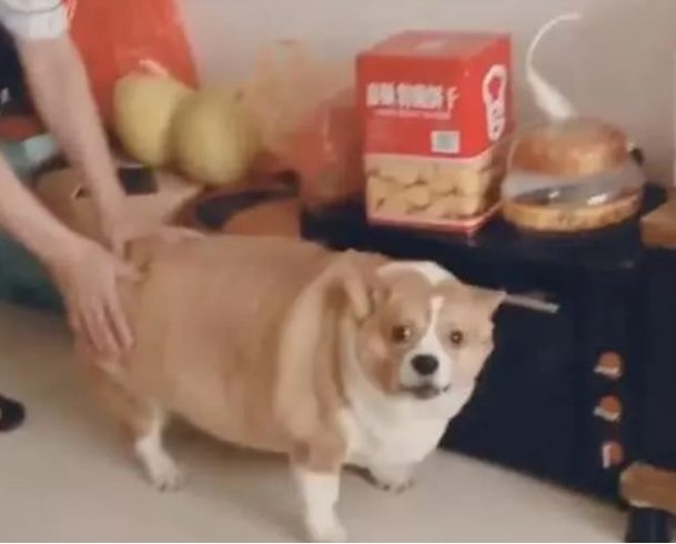 柯基犬肥成小猪仔,走路要人扶,一转脸时令人笑喷