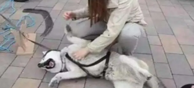 美女出门遛狗,被路人围观笑喷