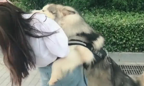 铲屎官带著阿拉斯加去遛遛,看到亲戚朋友漂亮小姐姐,狗狗的作法很尴尬