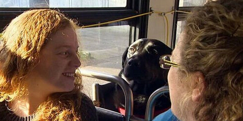 宠物犬嫌主人抽烟太慢 独自搭公车逛公园