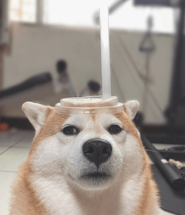 主人家让柴犬角色扮演游戏,变为一杯奶茶,狗:是不是你认为很幽默