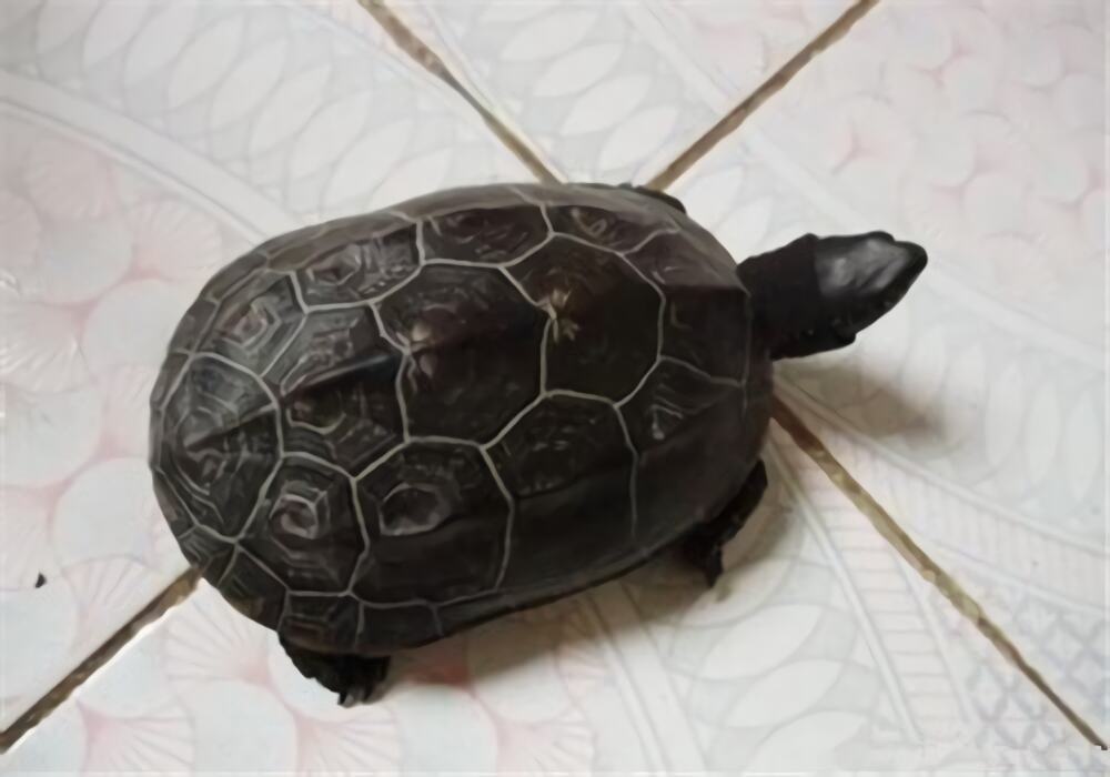 中华草龟身份信息