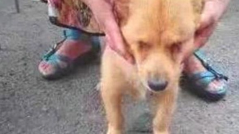 盲狗狗和鸭子亲密无间,鸭子最后悲剧离逝,狗狗趴角落里忧心忡忡!