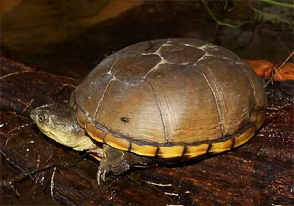 黄泥龟身份信息