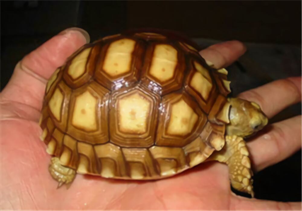 苏卡达象龟身份信息