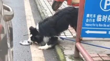 驾驶员一不小心挤扁了边牧的狗盆,狗狗扒着碗“碰瓷儿”