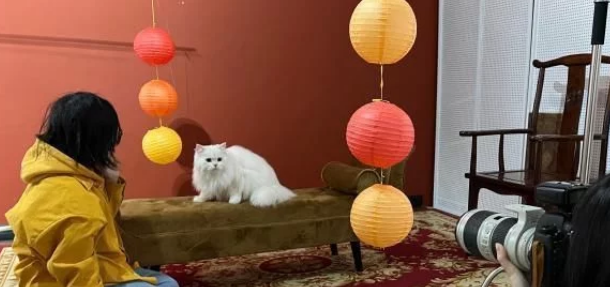 “Z世代”催热“它”经济:猫狗双全 舍得花钱