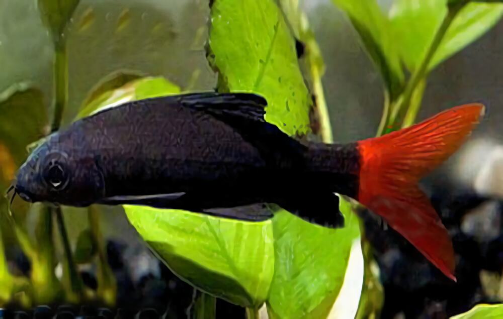 红尾黑鲨身份信息