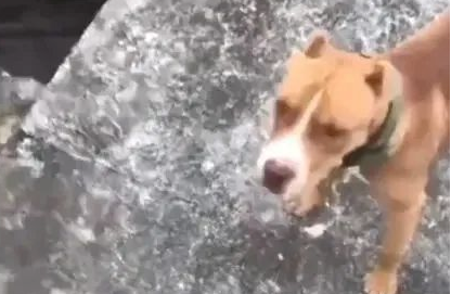 狗狗想进鳄鱼园进攻鳄鱼,主人应急拉住,太可怕了!