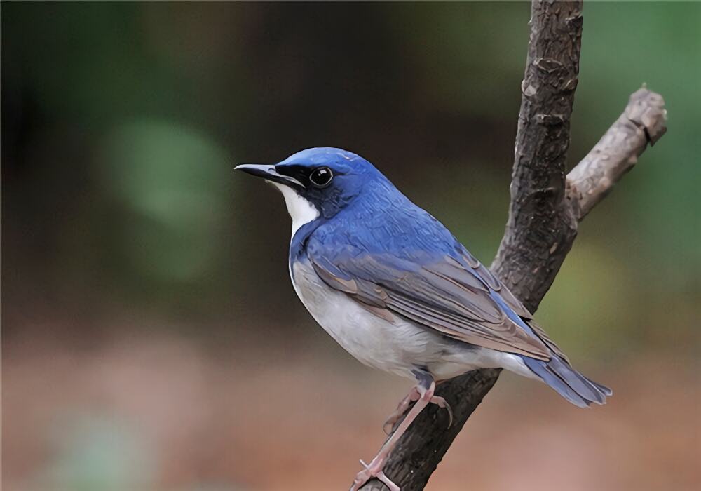 蓝歌鸲身份信息