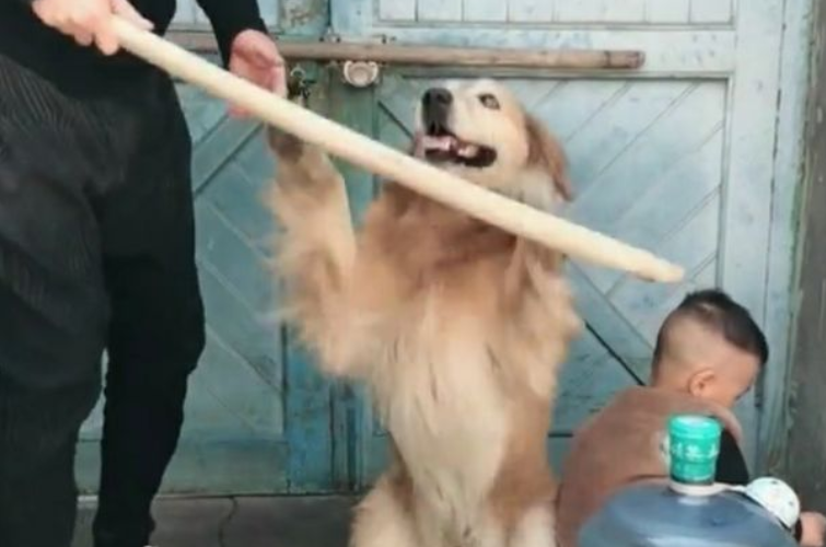 宝宝犯错误了，爸爸拿着棍子打宝宝，狗狗的姿势，令人打动的流泪