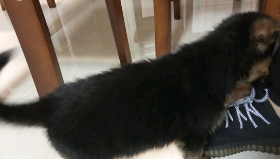 德牧刚进家时很羞涩，长大以后能够自身选狗粮吃，狗儿延展性很强