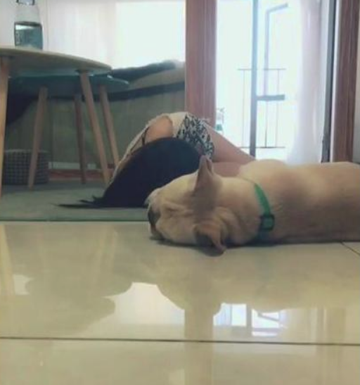 女孩儿在狗狗眼前装昏倒,平常在网上感人至深风格,在它这儿是:喜剧片!