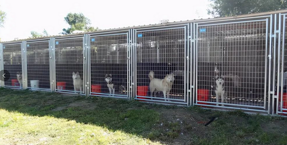 救命呀！我家狗子是大禽兽！它…它竟然睡了它亲妈…...