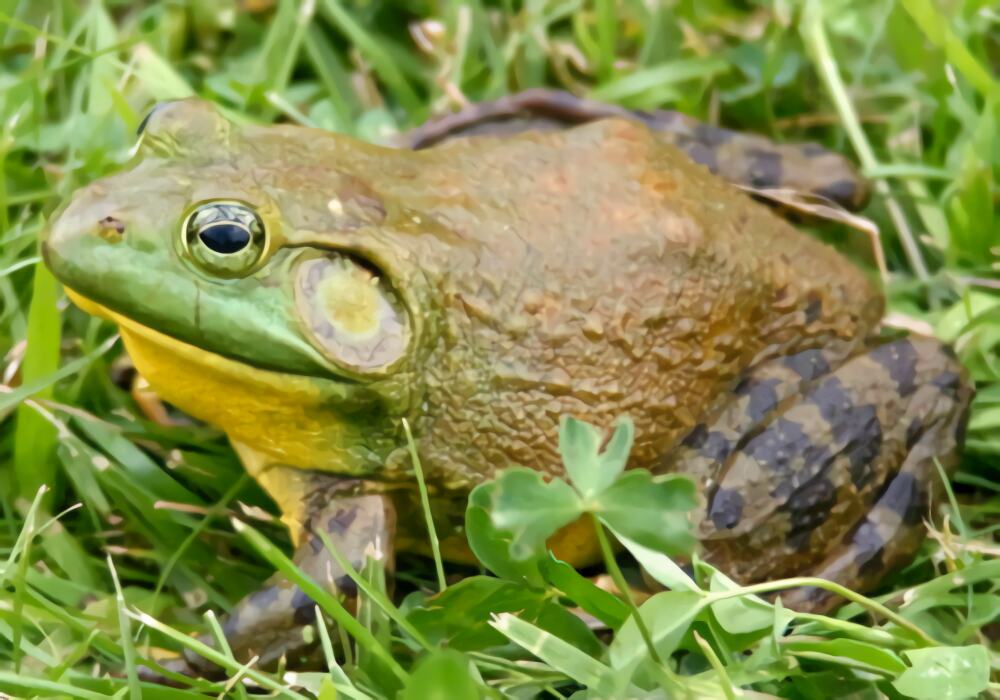 猪鸣蛙身份信息