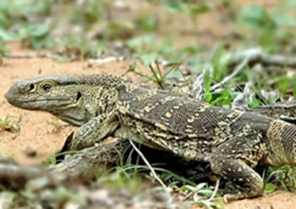 白喉巨蜥身份信息