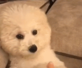 泰迪半夜起来偷吃,被主人当场抓住,狗:人家饿得睡不着么