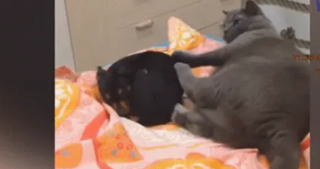 霸道猫咪遇上狗,将狗推下床,就像屎壳郎推粪球