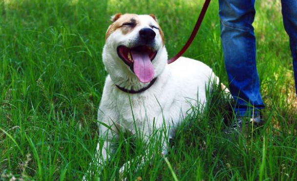 “收狗”牌子下的比熊犬,看见路人经过时,它的一个动作让人想哭