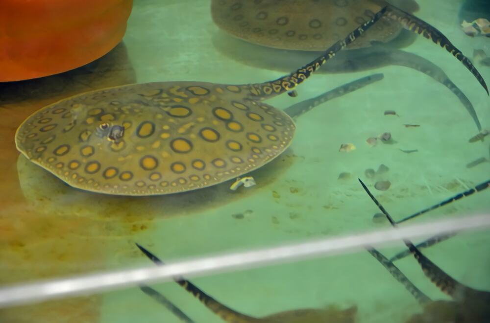 珍珠虹鱼身份信息