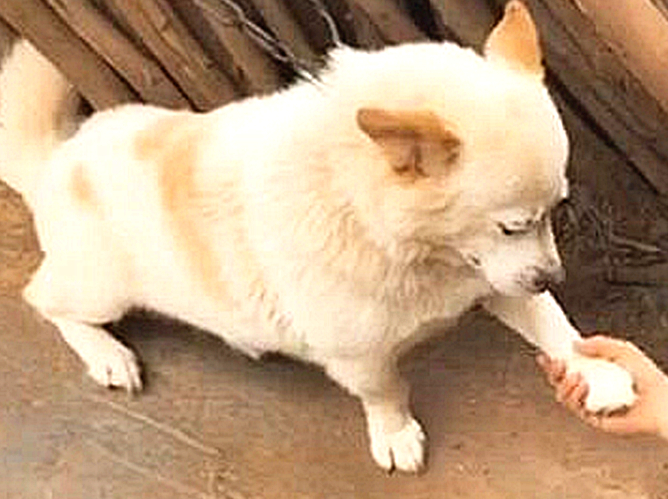 10岁土狗学挥手,靠近一看十分高兴:猫奴前世修得的福分啊