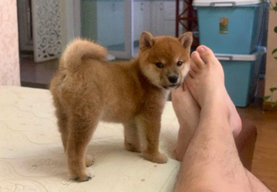 柴犬对主人的态度非常好,当网友脱掉鞋的那一瞬间,它离开