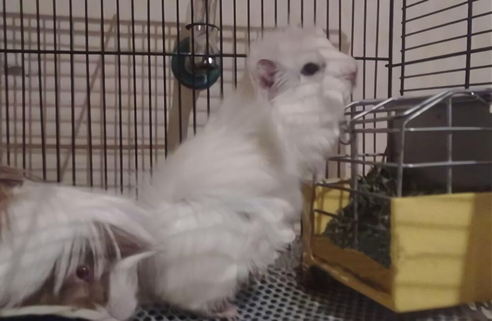 白色黑眼天竺鼠身份信息