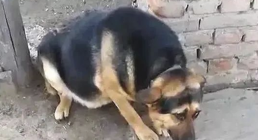确实没打过狗,不清楚为什么,要是主人家站在旁边,这狗就成这怂样了