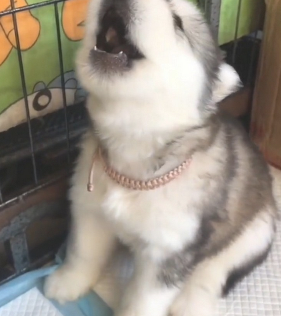 主人一吹哨子,阿拉斯加犬幼狗就会学狼叫