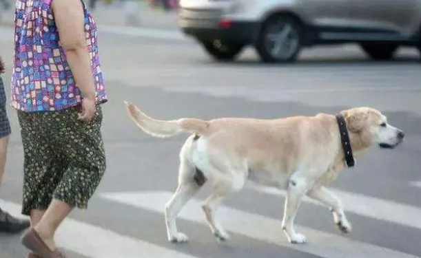 泰迪狗不栓绳差点咬到孩子,狗主人朝家长吐舌头竖中指:你活该