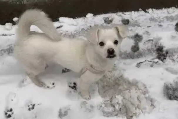 纯白秋田犬玩白雪,都分不清到底是雪还是狗了