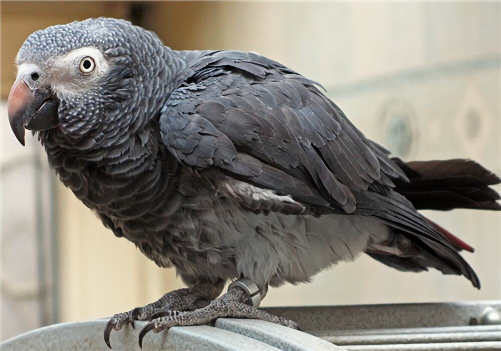 非洲灰鹦鹉身份信息