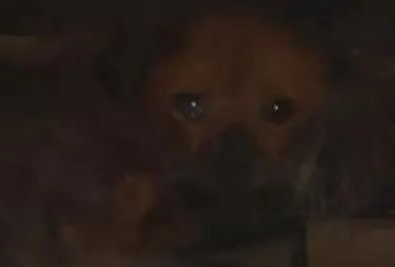 流浪狗被熊孩子烧掉皮毛，艰难生存，被救时它眼含泪光